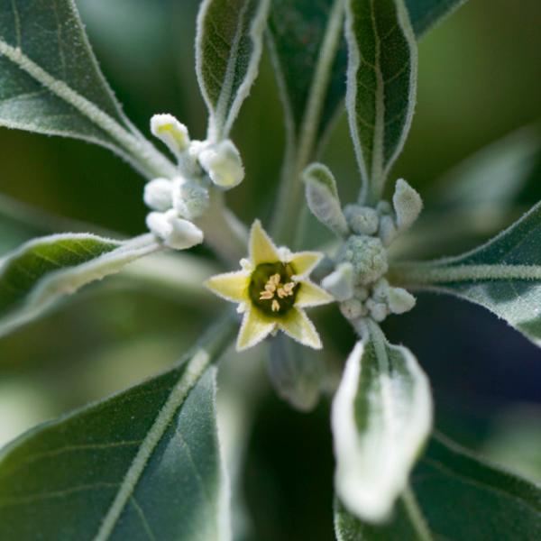 Your festive guide to holiday gifting - chosen by our team