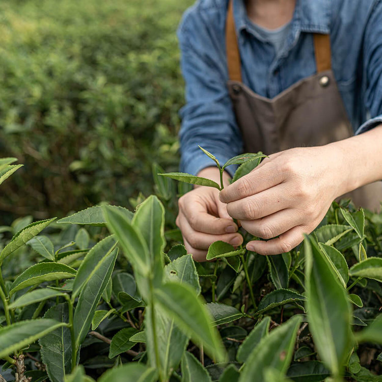 Your festive guide to holiday gifting - chosen by our team