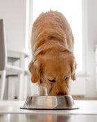 Dog eating from a metal bowl on a white surface