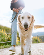 Dog walking on a path with a person holding a leash, surrounded by nature.