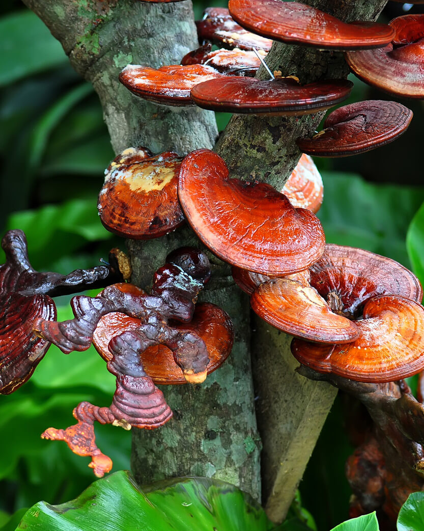 Red mushrooms growing on a tree trunk with green leaves in the background