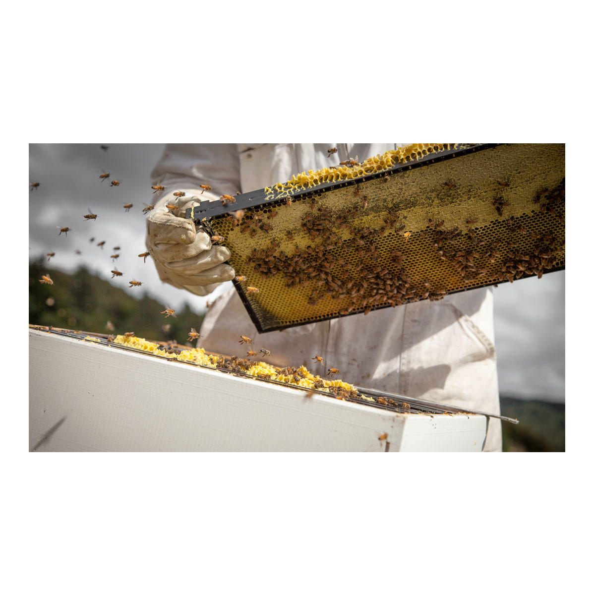 Egmont Honey Manuka Honey UMF 20_3