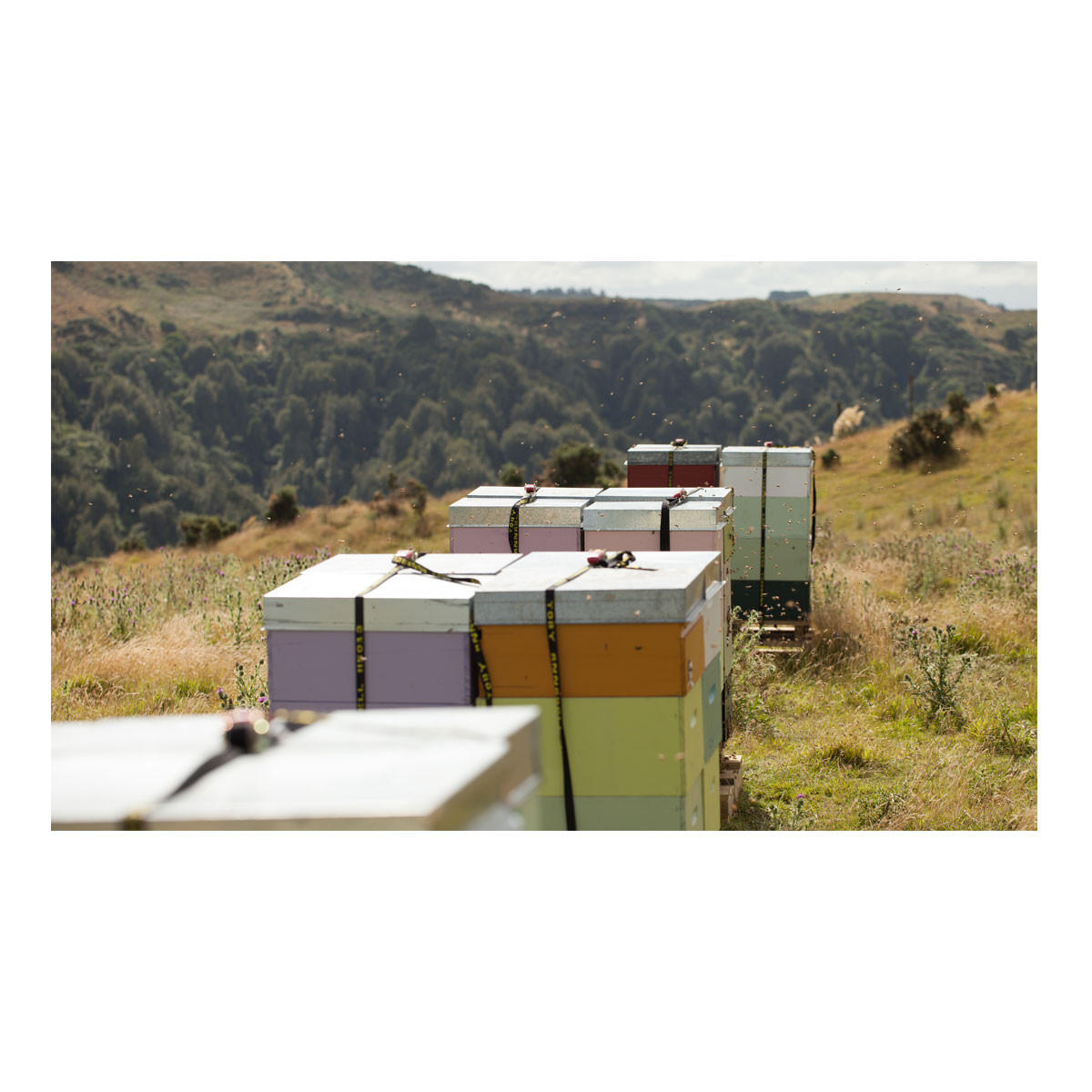 Egmont Honey Manuka Honey UMF 20_4