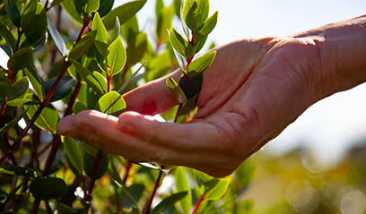 hand reaching out to green leaves on a bush