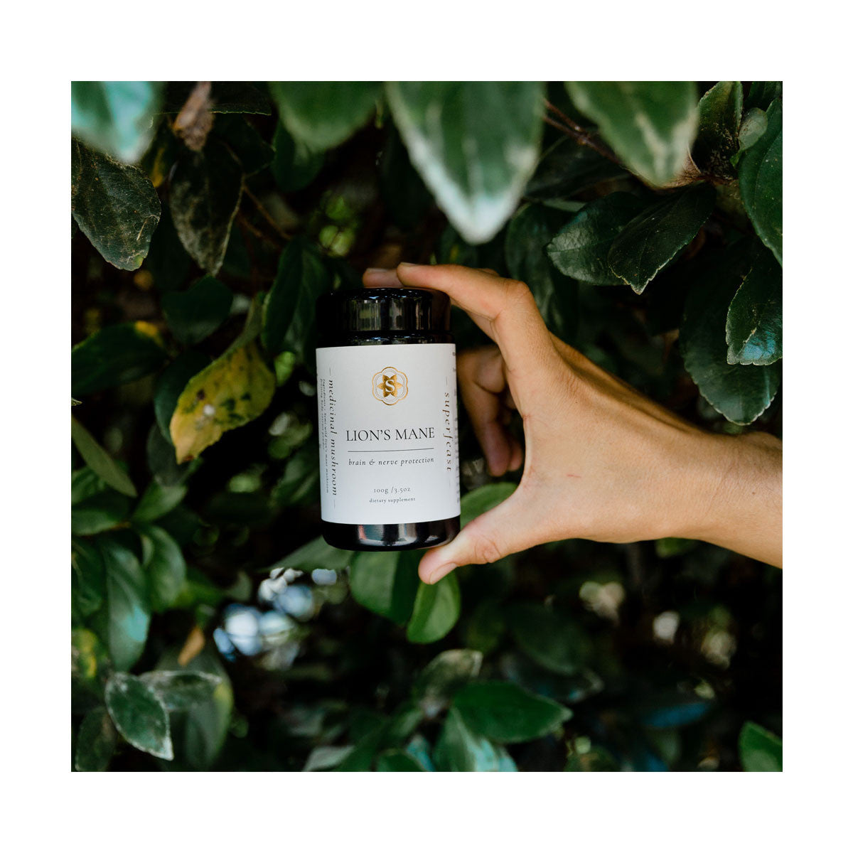 SuperFeast Lions Mane_4